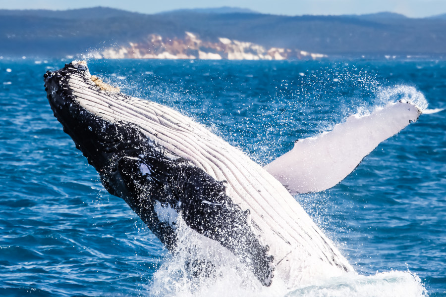 Whale Watching at Hervey Bay